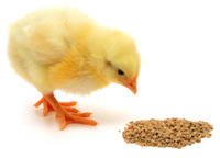 chick eating feed